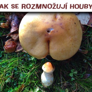 Houby