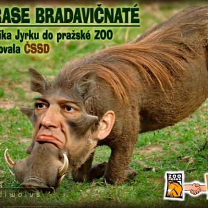 Paroubek-prase bradavičnaté