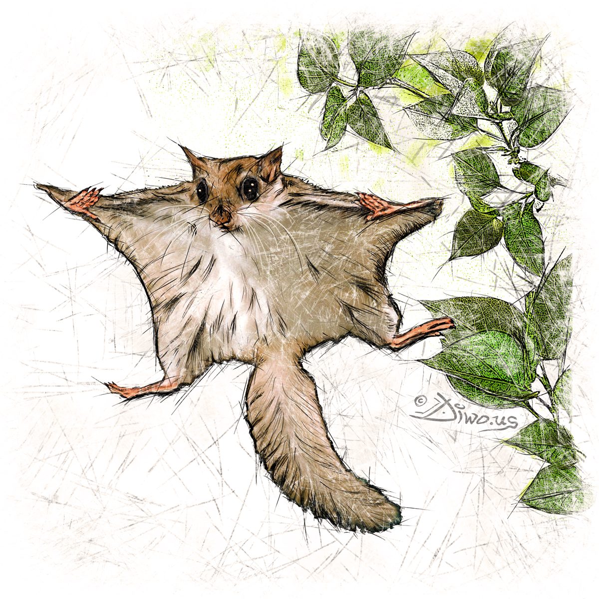 Sugar Glider