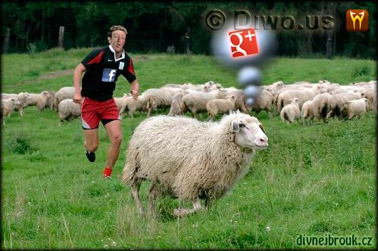 Divnej Brouk - Facebook, Google Plus, Mark Zuckerberg, sheep, ovce Divnej Brouk - Facebook, Google Plus, Mark Zuckerberg, sheep, ovce