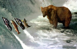 Diwous - Losos, hnědý medvěd, salmon, bear, Yamaha, řeka, Brook, McNeil, Alaska, vodopád, řeka, Aljaška, Fuck Off, vtip, humor, National Geographic, Divnej Brouk, kodiak, lov ryb, vodní skůtr, skok, Kodiak, fishing, Jet Ski, jump