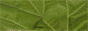 optivaleni.gif
