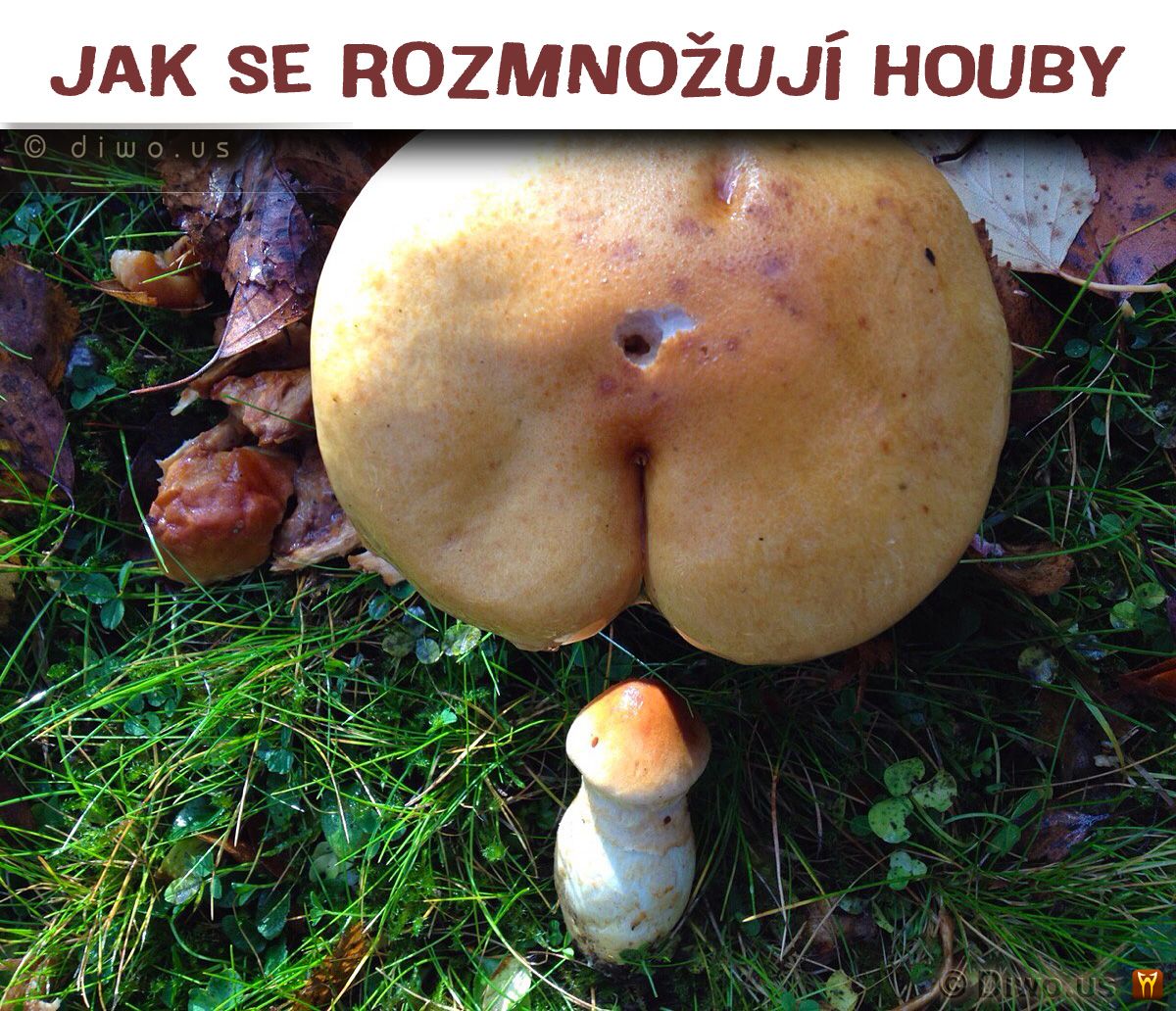 Diwous - Jak se rozmnožují houby, anál, Brazzers, humor, kuriozita, penis, rozmnožování hub, sex, vtip, zadek