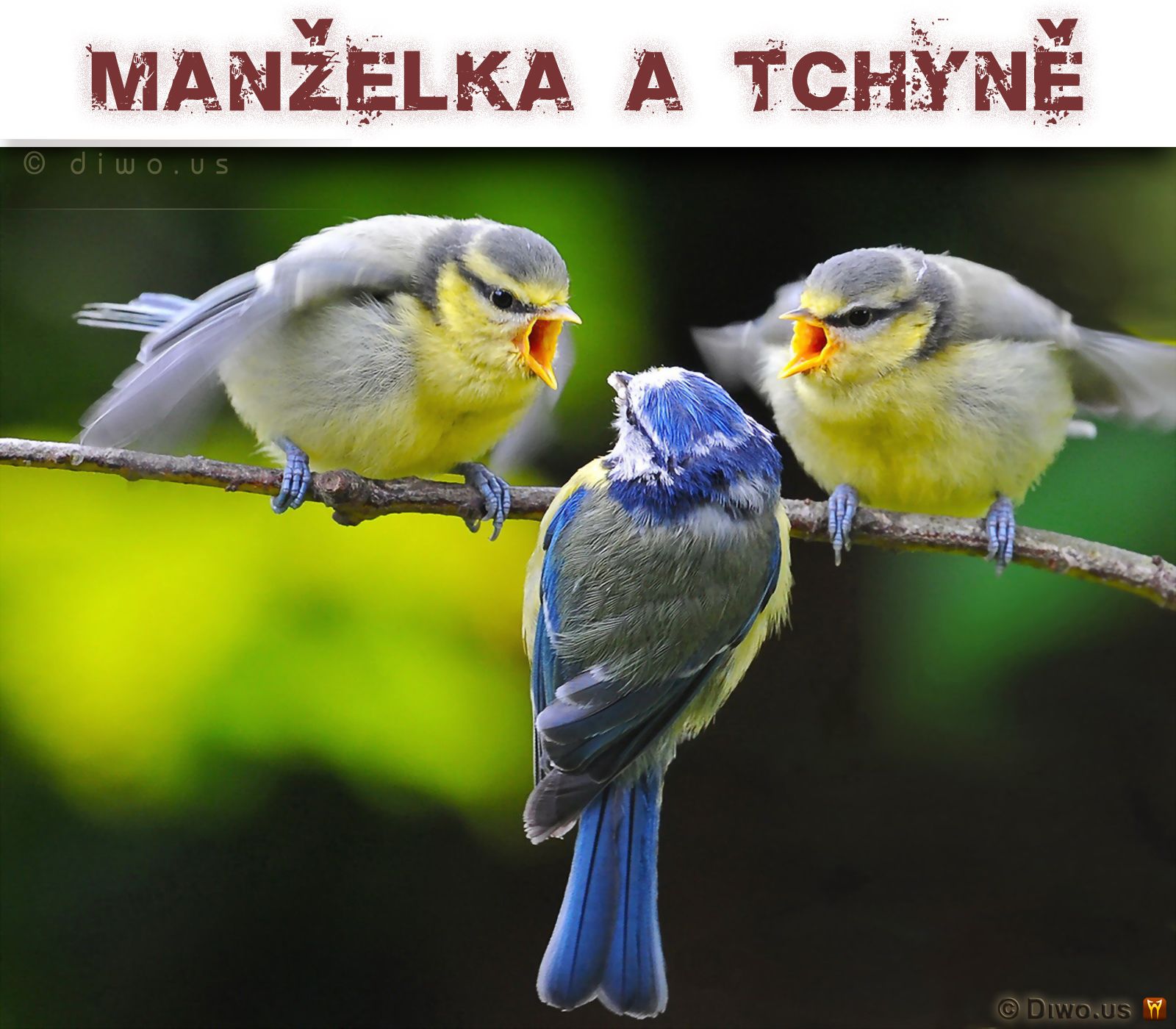 Diwous - Manželka a tchyně, ptáci, zeť, manžel