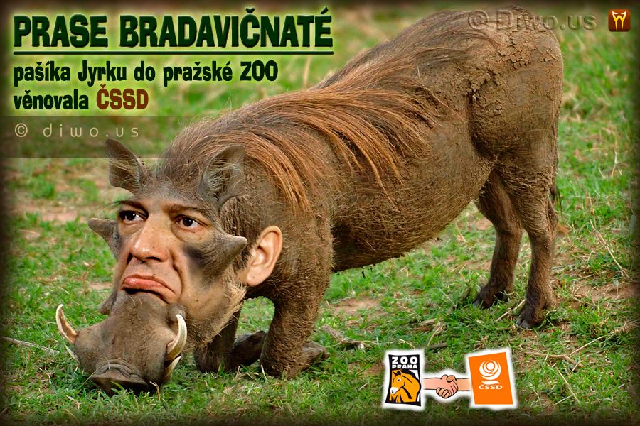 Diwous - Jiří Paroubek, prase bradavičnaté, pražská zoologická zahrada, ZOO Praha, ČSSD, pašík, vtip, humor