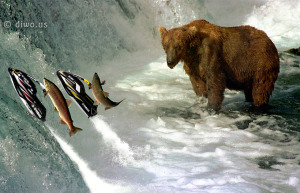 Diwous - Losos, hnědý medvěd, salmon, bear, jetski, vodní skútr, Yamaha, řeka, Brook, McNeil, Alaska, vodopád, řeka, Aljaška, Fuck Off, vtip, humor, National Geographic