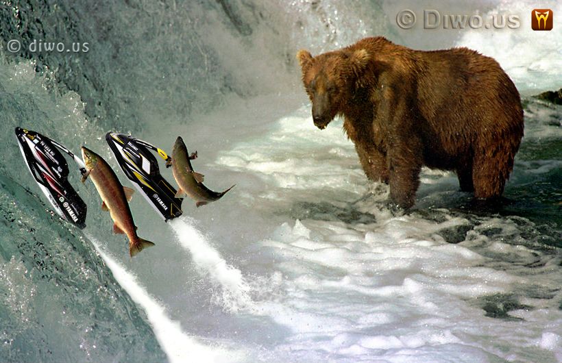 Diwous - Losos, hnědý medvěd, salmon, bear, jetski, vodní skútr, Yamaha, řeka, Brook, McNeil, Alaska, vodopád, řeka, Aljaška, Fuck Off, vtip, humor, National Geographic