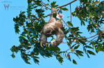 Diwous - Photography - Sloth (Three-Toed Sloth, Costa Rica, jungle, baby, tree, Lenochod tříprstý, Kostarika, džungle, strom)